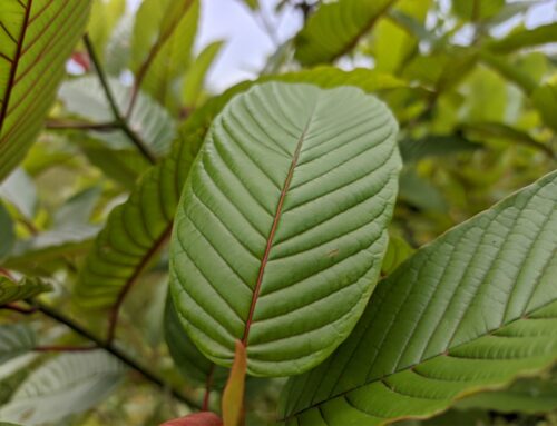 Kratom: the creation of a threat